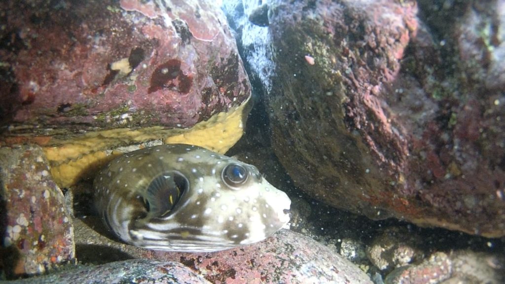 伊豆海洋公園の岩陰に潜むサザナミフグ