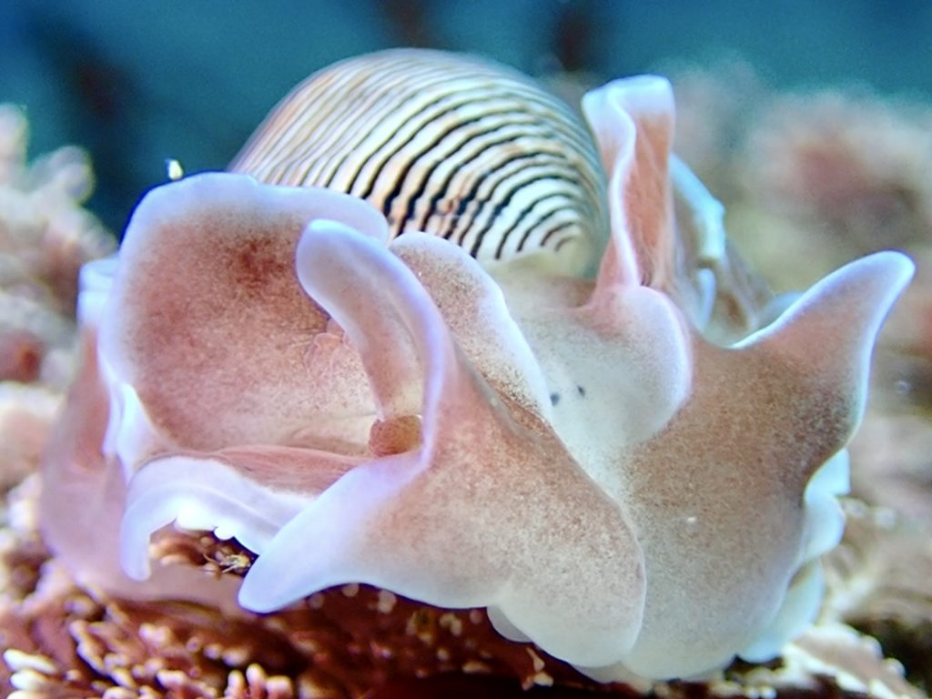 ミスガイ（殻を持つウミウシの仲間）伊豆海洋公園、オリンパスTG6の動画で撮影からスクショで切り出し