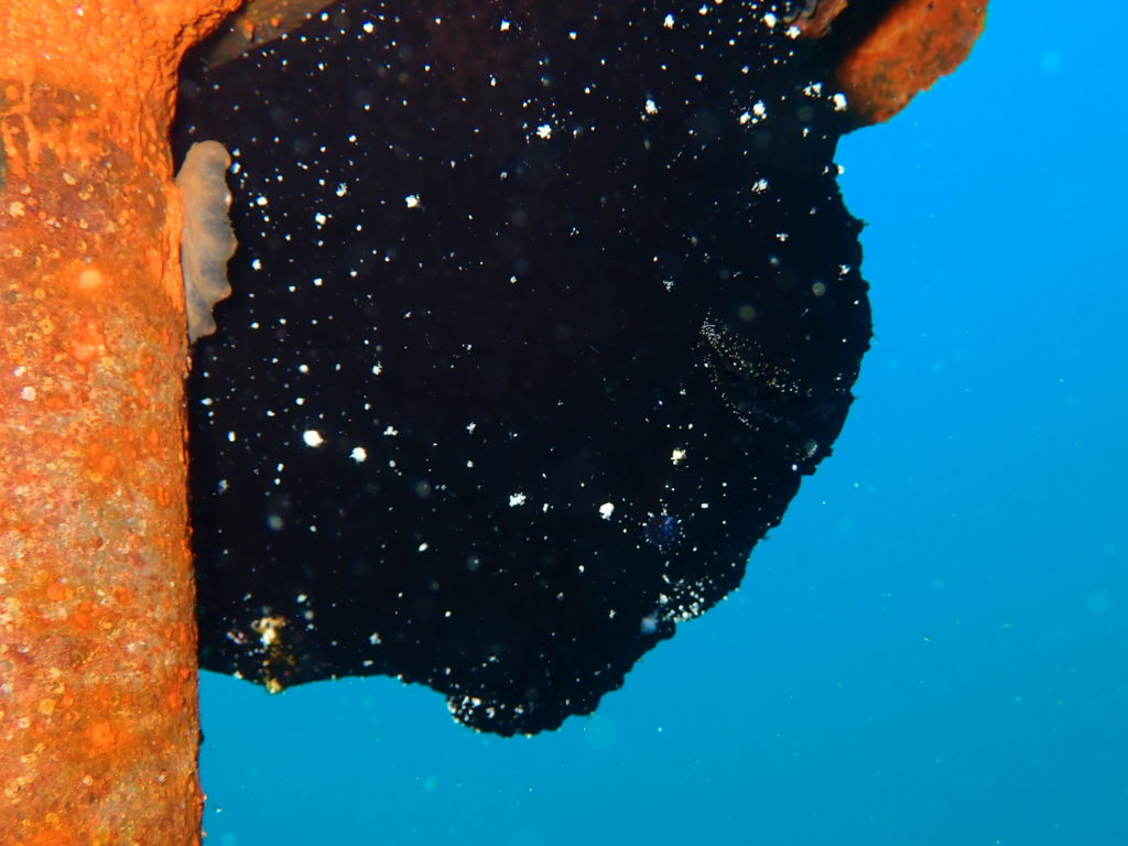 伊豆海洋公園の砂地にある海中ポストに黒のオオモンカエルアンコウ現る